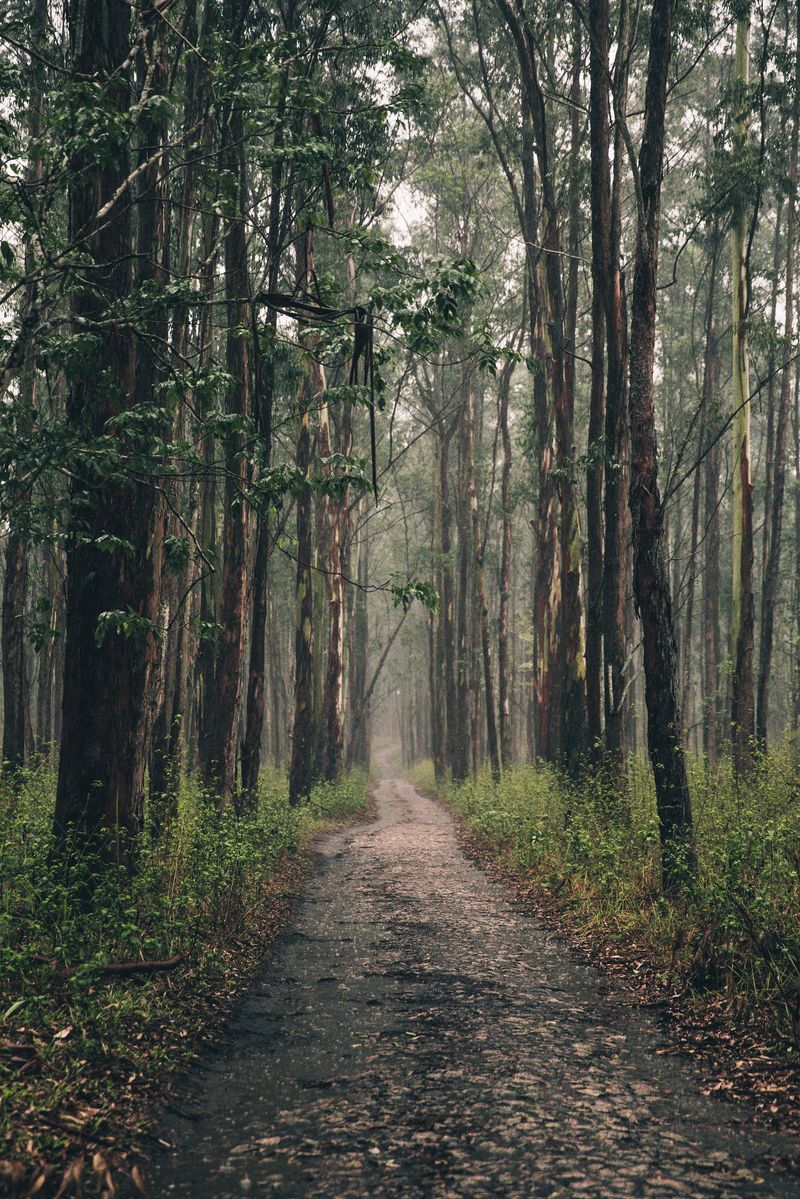 A path through a misty forest