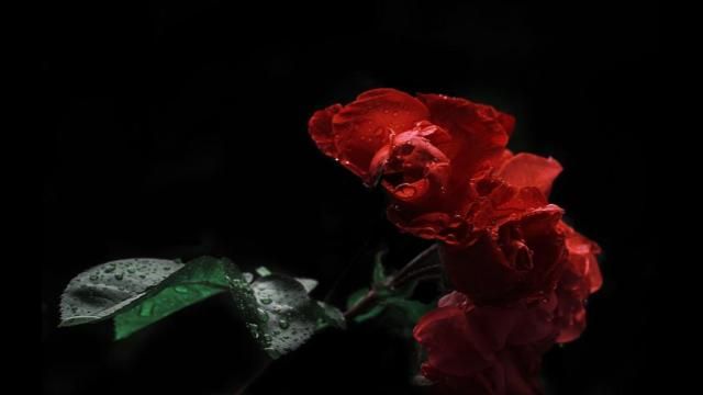 A red rose in the dark