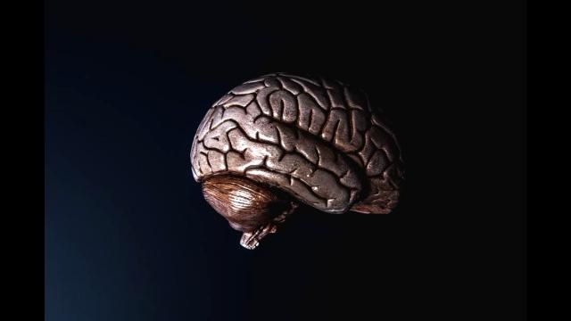 A model of the human brain