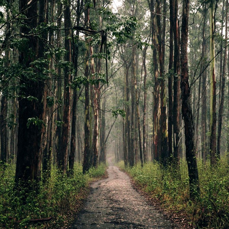 A path through tall trees